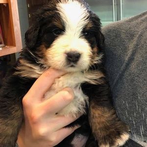 Meet your Posher, Fred